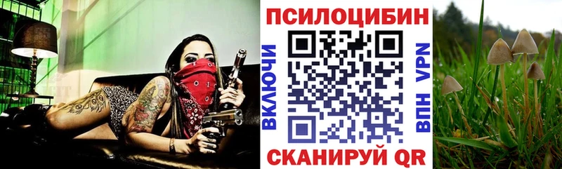 Псилоцибиновые грибы Cubensis  kraken   Жуков 